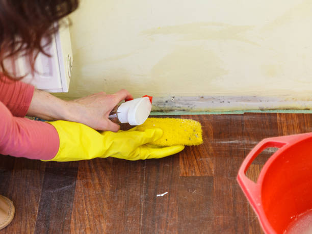 Why You Should Choose Our Mold Remediation Services in St Clair, PA